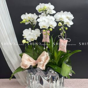 Chậu Lan Hồ Điệp Mini 5 cành - Xuân Ngọc Ngà tet16