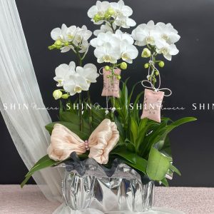 Chậu Lan Hồ Điệp Mini 5 cành - Xuân Ngọc Ngà tet16