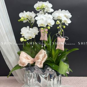 Chậu Lan Hồ Điệp Mini 5 cành - Xuân Ngọc Ngà tet16