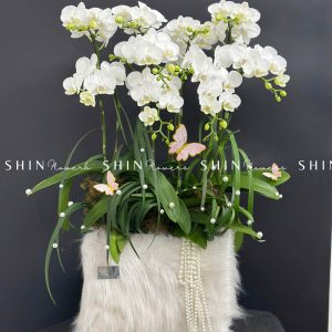 Chậu Lan Hồ Điệp Mini 10 cành - Xuân Ngọc Ngà tet15