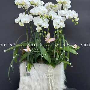 Chậu Lan Hồ Điệp Mini 10 cành - Xuân Ngọc Ngà tet15