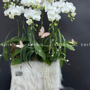 Chậu Lan Hồ Điệp Mini 10 cành - Xuân Ngọc Ngà tet15