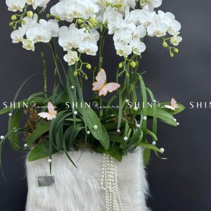 Chậu Lan Hồ Điệp Mini 10 cành - Xuân Ngọc Ngà tet15