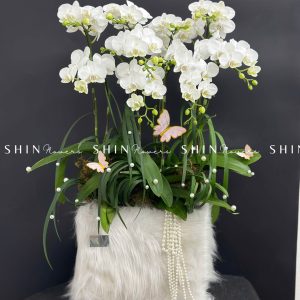 Chậu Lan Hồ Điệp Mini 10 cành - Xuân Ngọc Ngà tet15