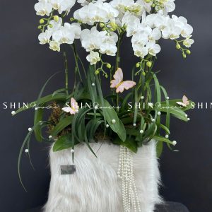 Chậu Lan Hồ Điệp Mini 10 cành - Xuân Ngọc Ngà tet15