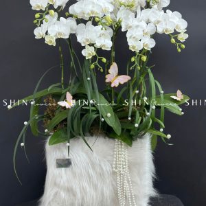 Chậu Lan Hồ Điệp Mini 10 cành - Xuân Ngọc Ngà tet15