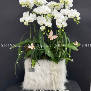 Chậu Lan Hồ Điệp Mini 10 cành - Xuân Ngọc Ngà tet15