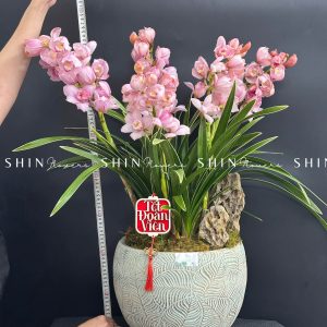 Chậu Đia Lan Hồng - Tet10