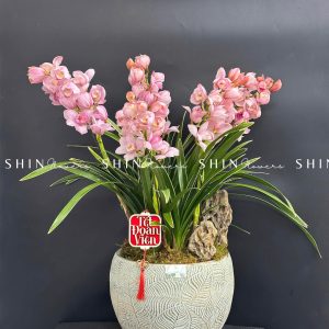 Chậu Đia Lan Hồng - Tet10