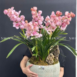 Chậu Đia Lan Hồng - Tet10