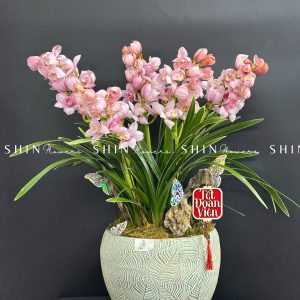 Chậu Đia Lan Hồng - Tet10