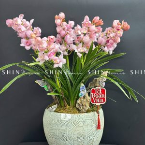 Chậu Đia Lan Hồng - Tet10