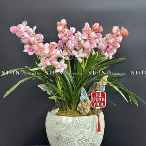 Chậu Đia Lan Hồng - Tet10