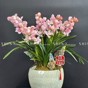 Chậu Đia Lan Hồng - Tet10