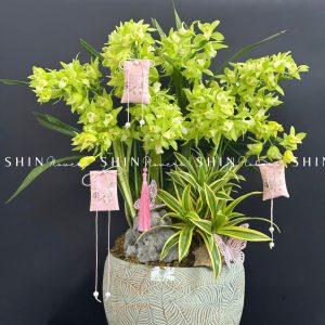 Chậu Đia Lan Xanh Quý Phi - Tet20