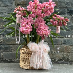 Chậu Đia Lan Hồng - Tet24