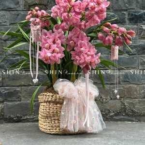 Chậu Đia Lan Hồng - Tet24