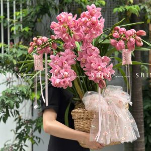 Chậu Đia Lan Hồng - Tet24