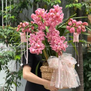 Chậu Đia Lan Hồng - Tet24