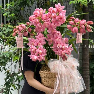 Chậu Đia Lan Hồng - Tet24