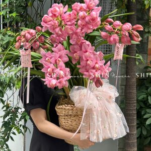 Chậu Đia Lan Hồng - Tet24