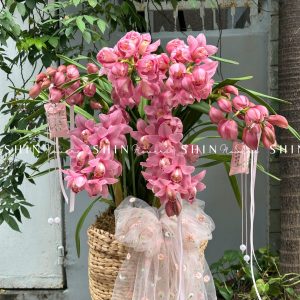 Chậu Đia Lan Hồng - Tet24