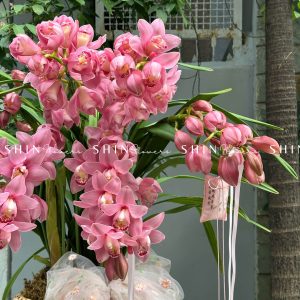 Chậu Đia Lan Hồng - Tet24