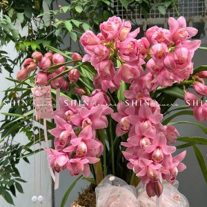 Chậu Đia Lan Hồng - Tet24