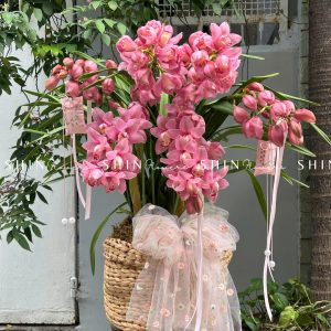 Chậu Đia Lan Hồng - Tet24