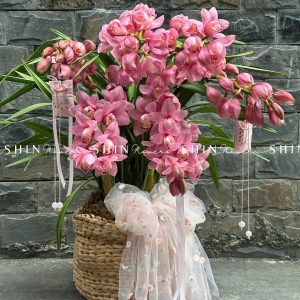 Chậu Đia Lan Hồng - Tet24