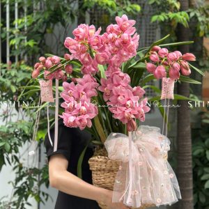 Chậu Đia Lan Hồng - Tet24