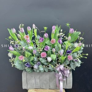 Hộp Hoa Tulip Tím Hà Lan H087