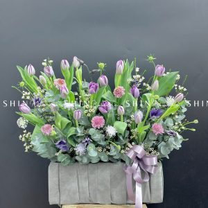 Hộp Hoa Tulip Tím Hà Lan H087