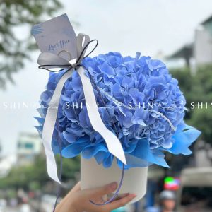 HộpHoa Cẩm Tú Cầu Xanh H081