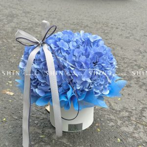 HộpHoa Cẩm Tú Cầu Xanh H081