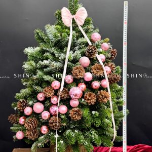 Cây Thông Nobilis Côn Minh size 80cm T36