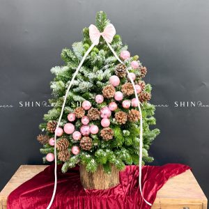 Cây Thông Nobilis Côn Minh size 80cm T36