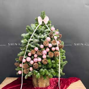 Cây Thông Nobilis Côn Minh size 80cm T36