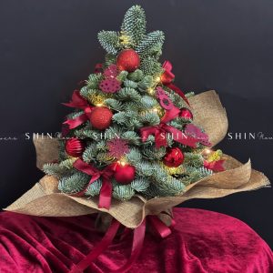 Cây Thông Nobilis Đan Mạch size 40cm T038