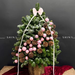 Cây Thông Nobilis Côn Minh size 80cm T36