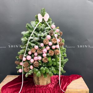 Cây Thông Nobilis Côn Minh size 80cm T36