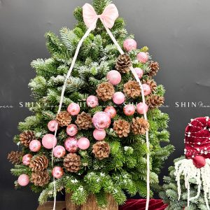 Cây Thông Nobilis Côn Minh size 80cm T36