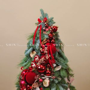 Cây Thông Nobilis Đan Mạch size 80 cm T27