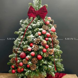 Cây Thông Nobilis Côn Minh size 80cm T33