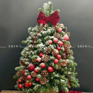 Cây Thông Nobilis Côn Minh size 80cm T33