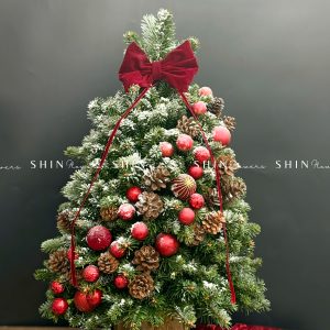 Cây Thông Nobilis Côn Minh size 80cm T33