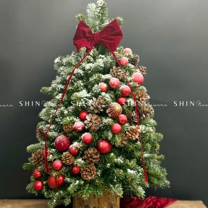 Cây Thông Nobilis Côn Minh size 80cm T33