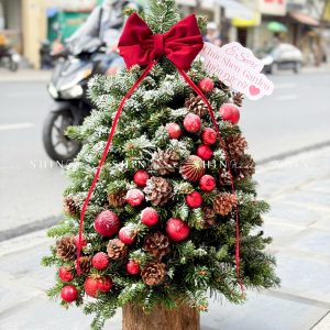 Cây Thông Nobilis Côn Minh size 80cm T33