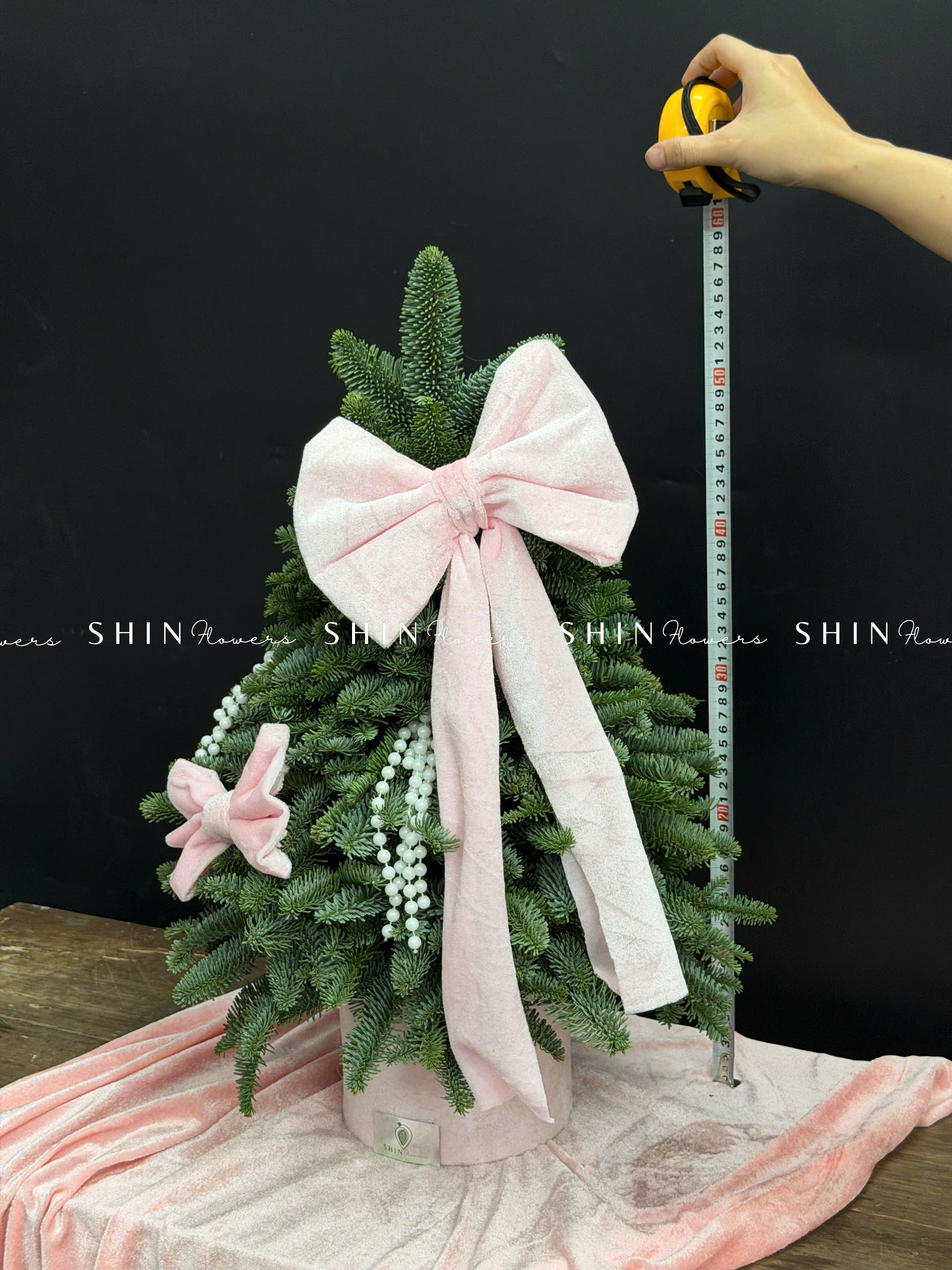 cây thông Nobilis Đan Mạch size 50cm T040