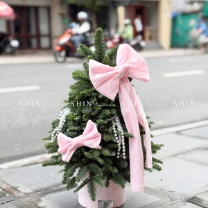 cây thông Nobilis Đan Mạch size 50cm T040